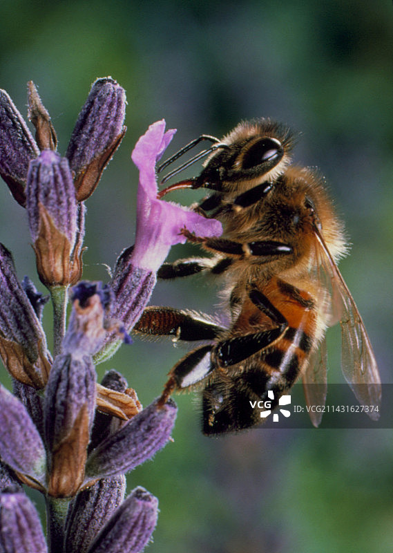 蜜蜂从薰衣草花中吸取花蜜图片素材