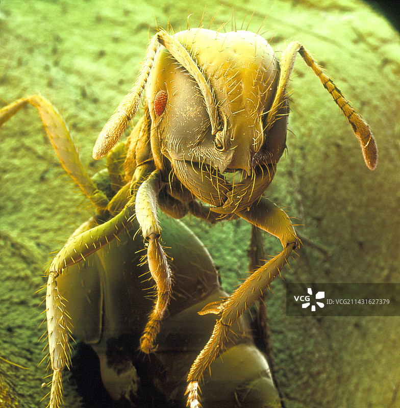 火蚁的彩色扫描电子显微镜图像图片素材