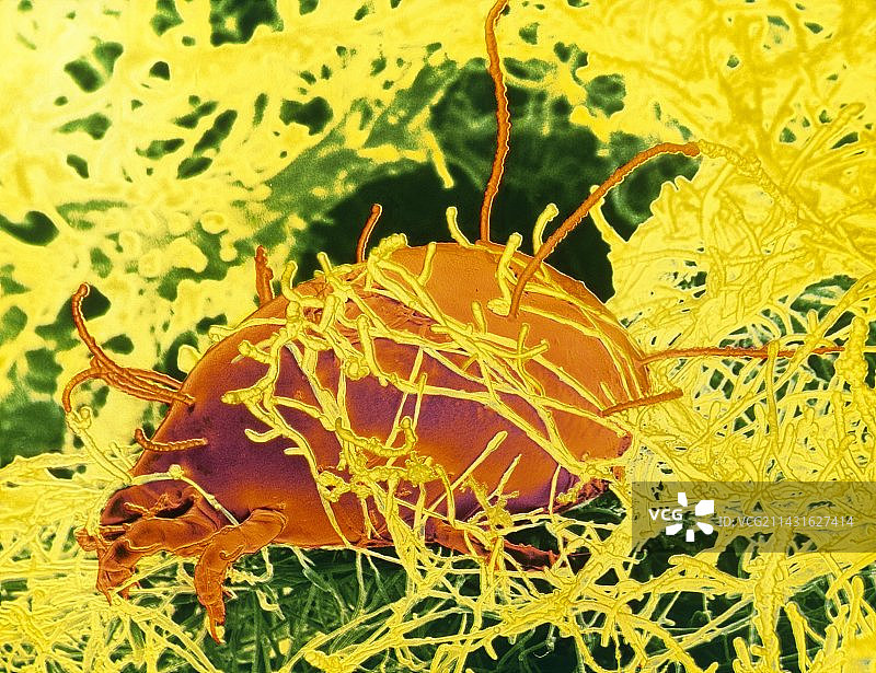 正在吃奶酪的螨虫图片素材