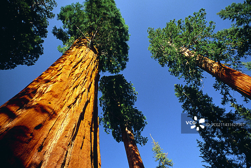 巨型红杉“谢尔曼将军”图片素材