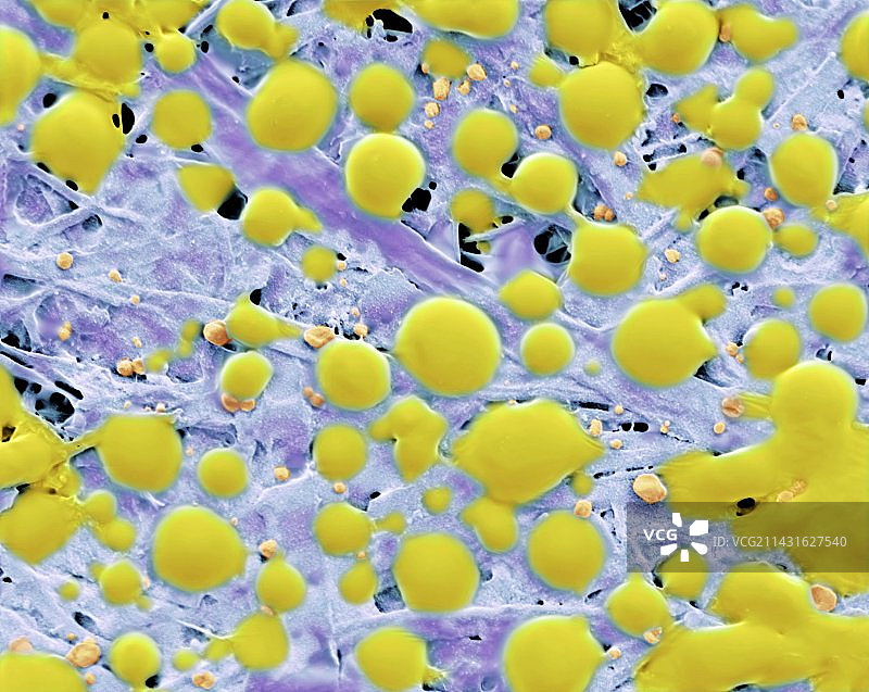 便签纸粘合剂，SEM图片素材