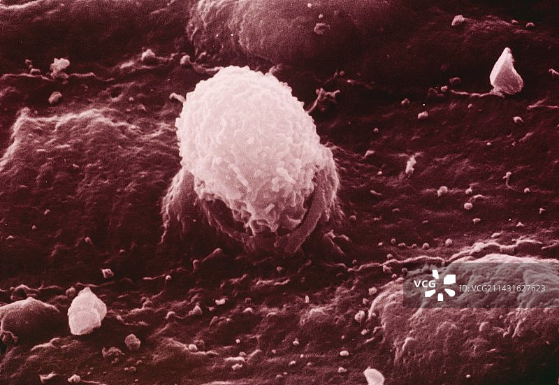 白细胞图片素材