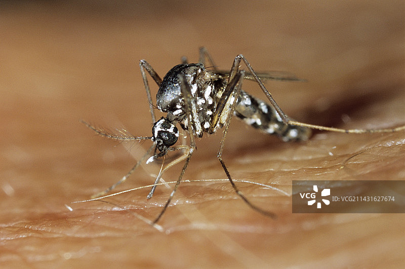 亚洲虎蚊图片素材