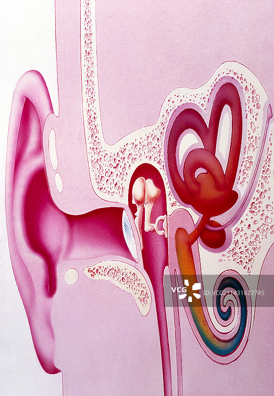 人耳听觉器官的艺术作品图片素材