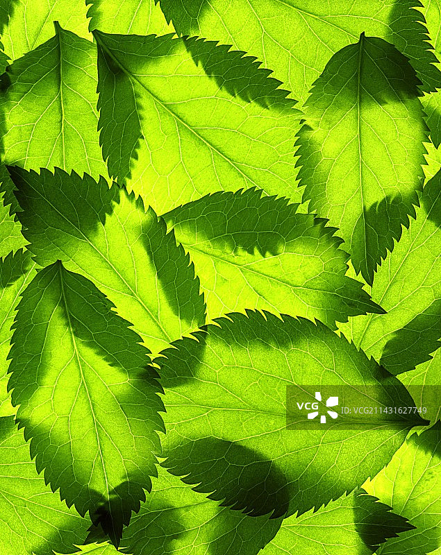 接骨木的叶子图片素材