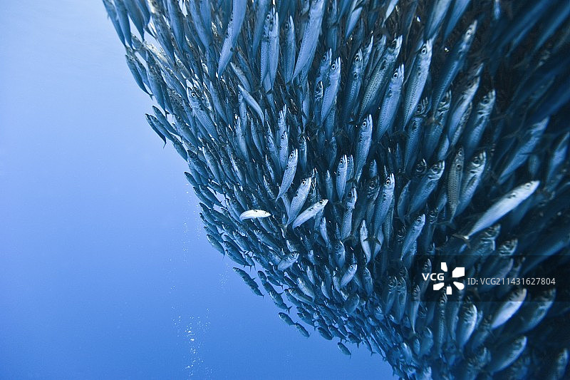蓝占鱼饵球图片素材