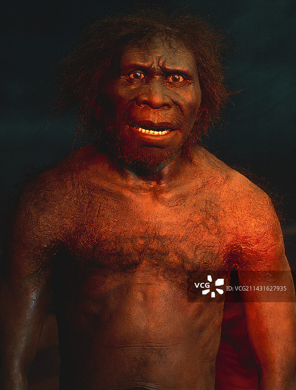 直立人男性模型图片素材