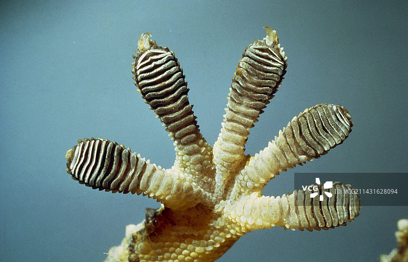 壁虎的脚图片素材