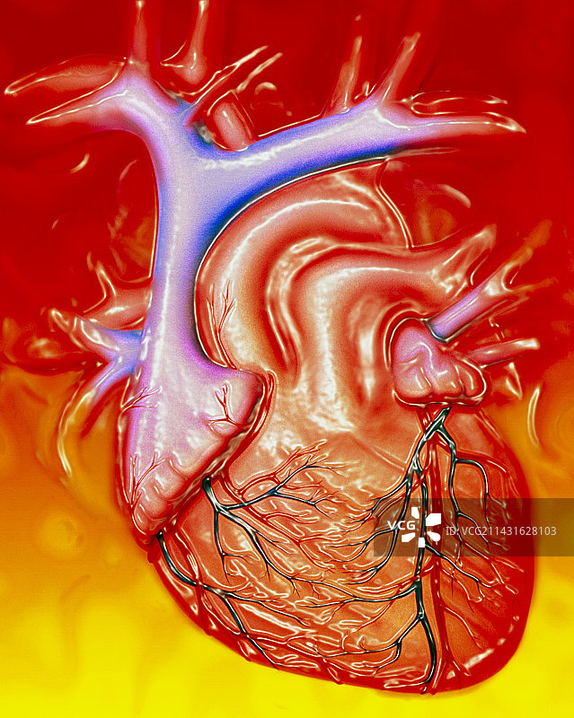 健康的人类心脏图片素材