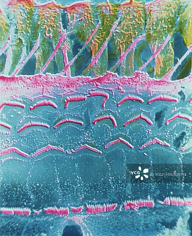 科尔蒂器的假彩色扫描电镜图图片素材