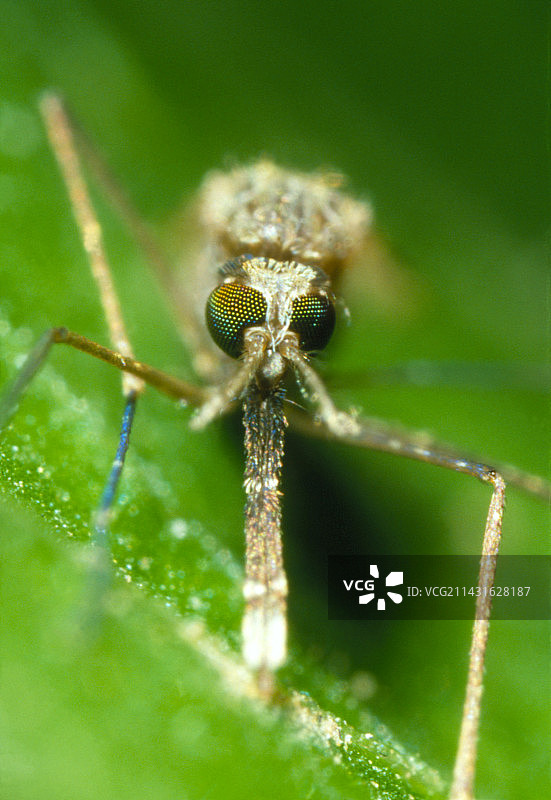疟蚊（冈比亚按蚊）的微距照片图片素材