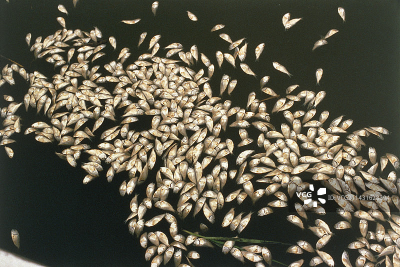 河流污染：缺氧导致死鱼图片素材