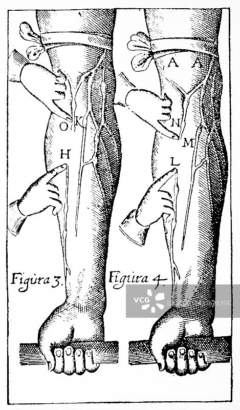 W.Harvey书中的木刻图片素材