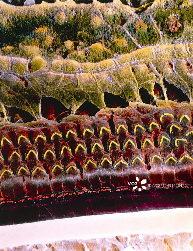 科蒂氏器毛细胞的伪色彩扫描电镜图像图片素材