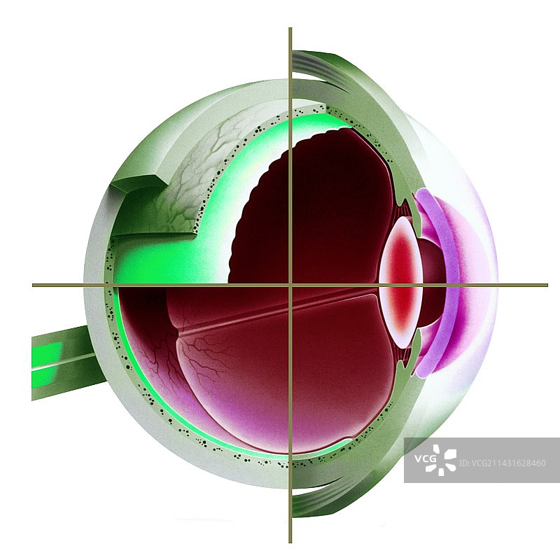 人类的眼睛图片素材