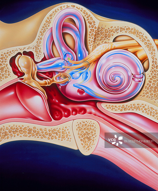 中耳和内耳感觉器官的艺术作品图片素材