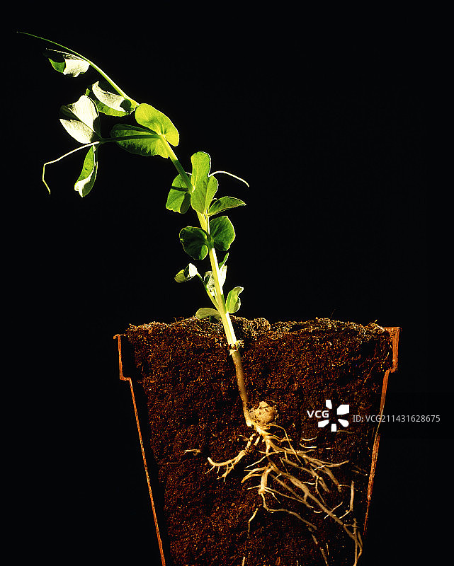 豌豆幼苗图片素材