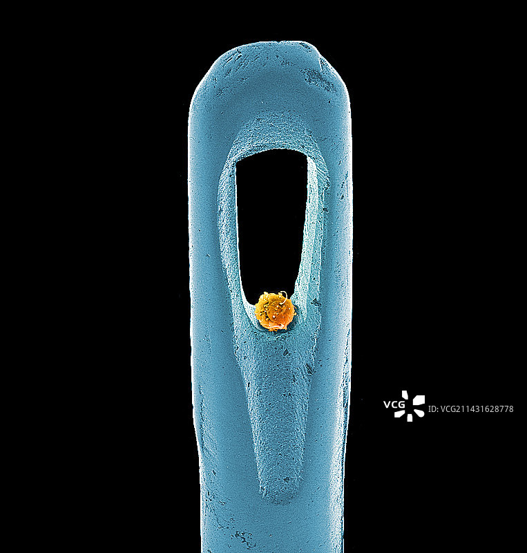 胚胎干细胞和针头，扫描电子显微镜图图片素材