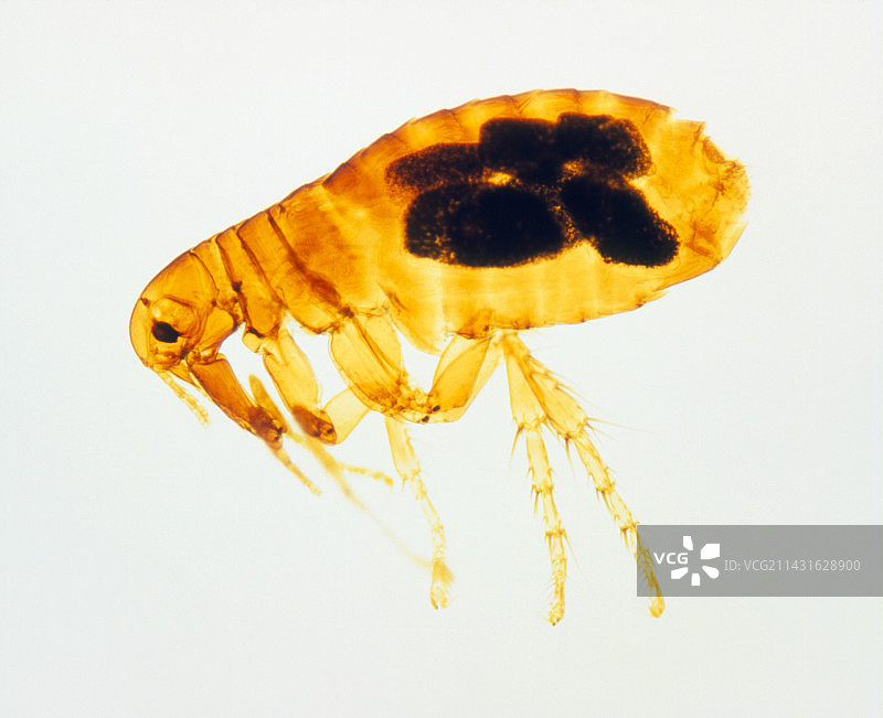 人蚤的光学显微镜图像图片素材