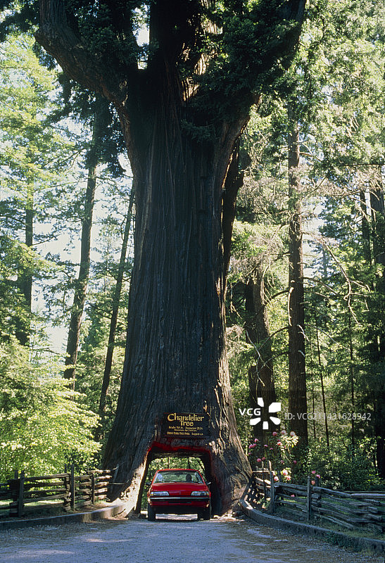 汽车穿行红木树图片素材