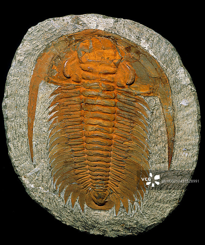 三叶虫化石图片素材