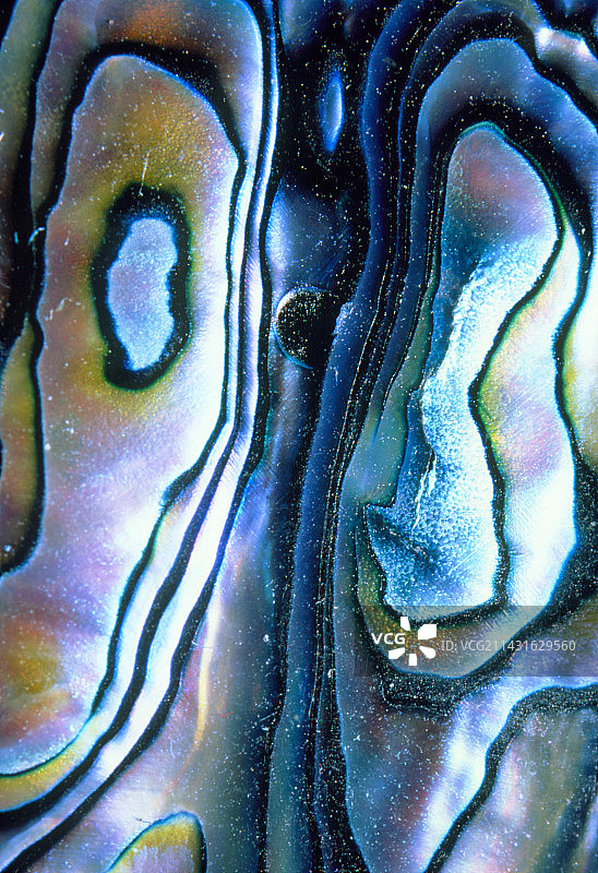 鲍鱼壳内部图片素材