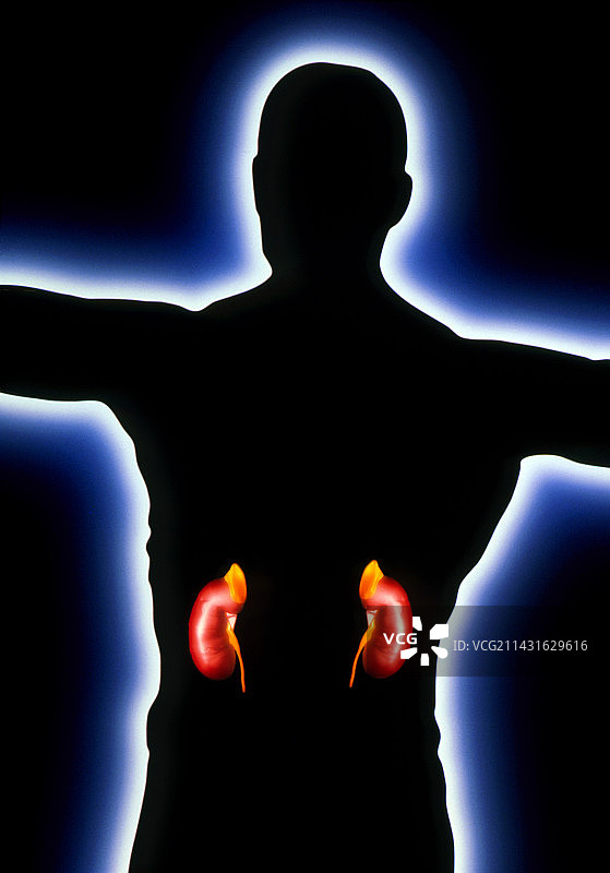人类肾脏和肾上腺的计算机艺术图图片素材