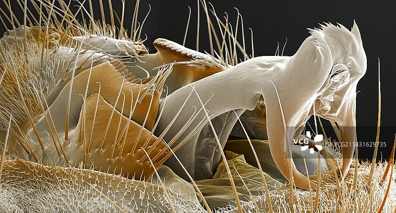 果蝇阴茎彩色扫描电镜图图片素材