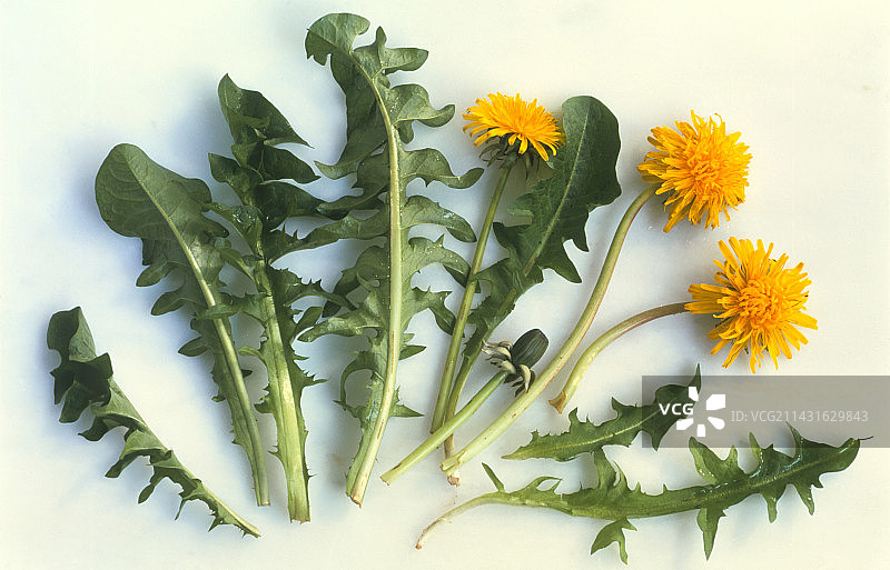 蒲公英花和叶图片素材