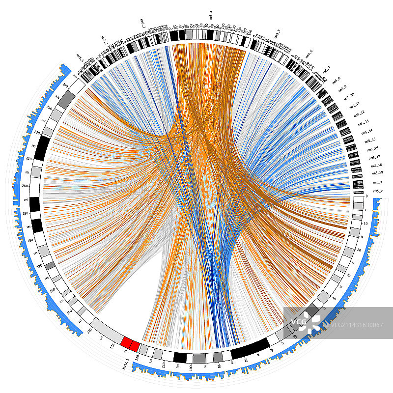 圆形基因组图图片素材
