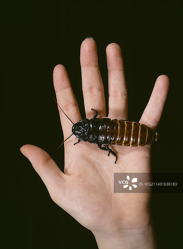 马达加斯加巨型嘶嘶蟑螂图片素材