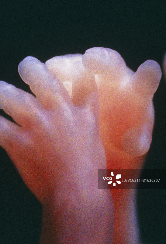 22周大的胎儿的手图片素材