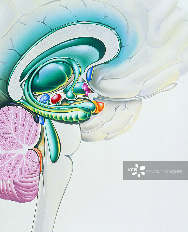大脑边缘系统插画图片素材