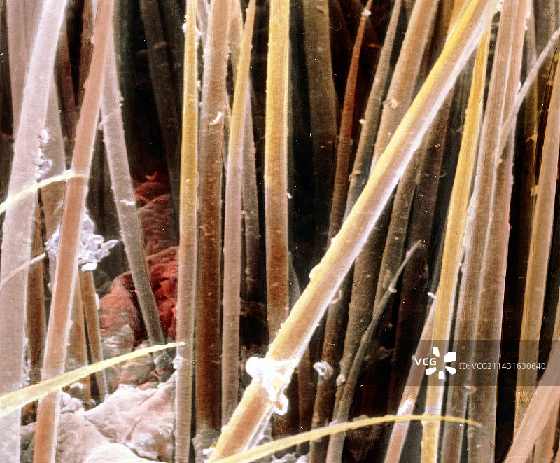 一束毛发的假彩色扫描电镜图片素材