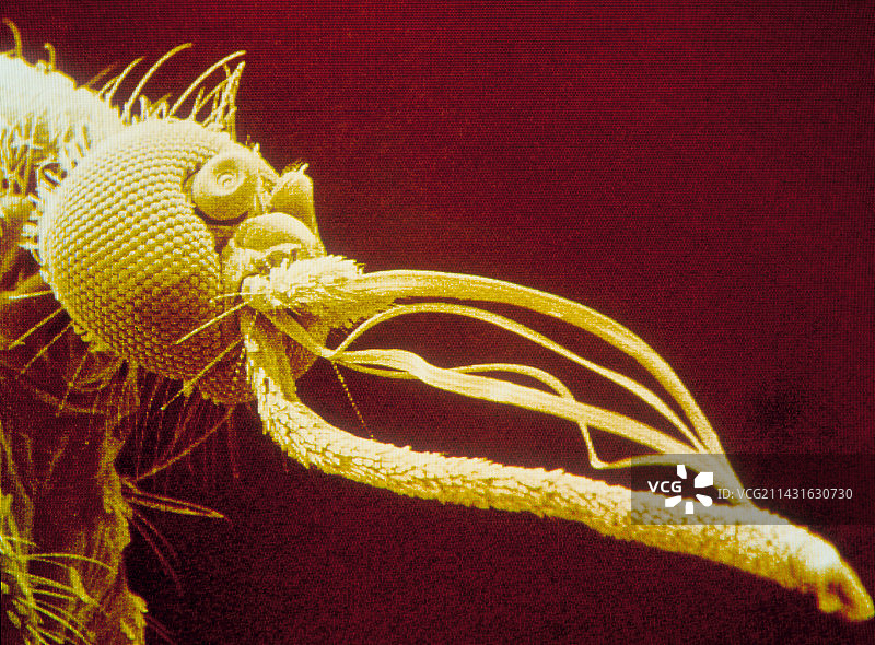 尖音库蚊头部的彩色扫描电镜图图片素材