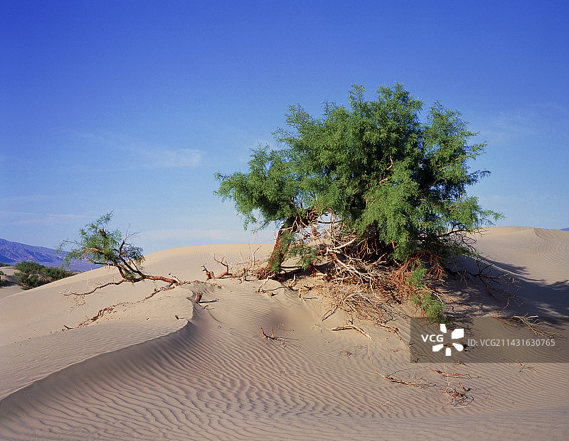 死亡谷的沙丘和牧豆树图片素材