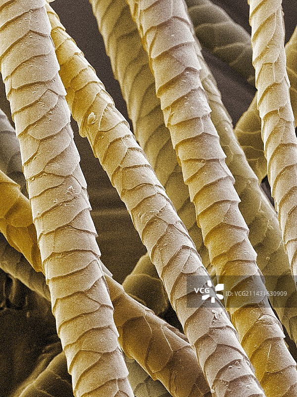 彩色扫描电镜下的骆驼毛发图片素材