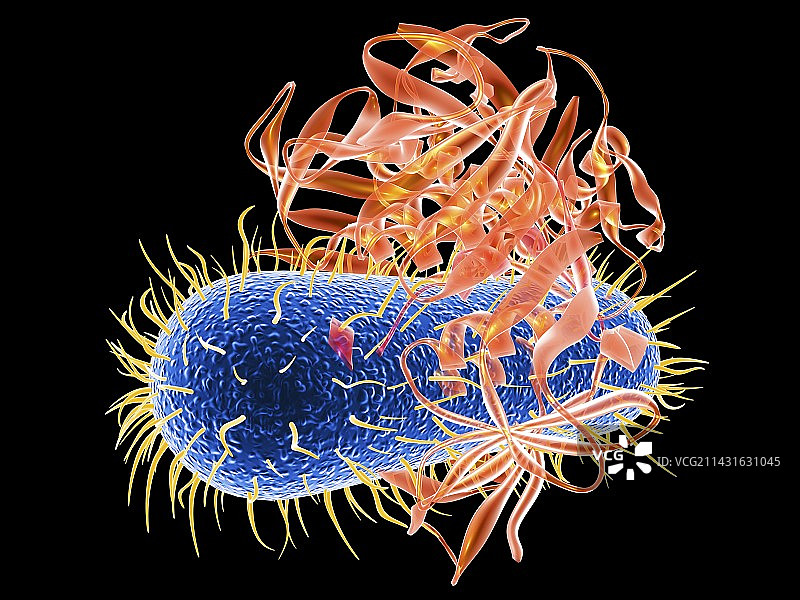 大肠杆菌EHEC细菌计算机艺术图图片素材