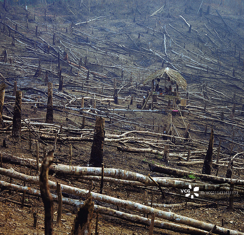 刀耕火种式森林砍伐图片素材