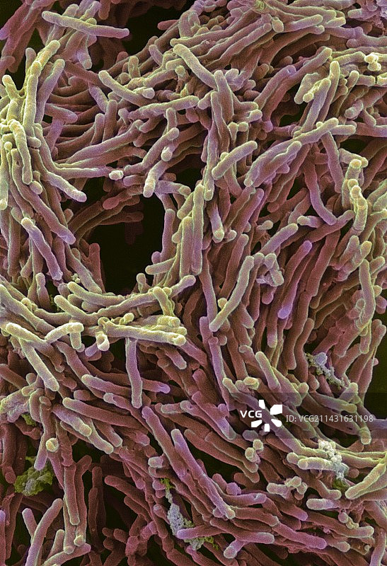 结核杆菌图片素材