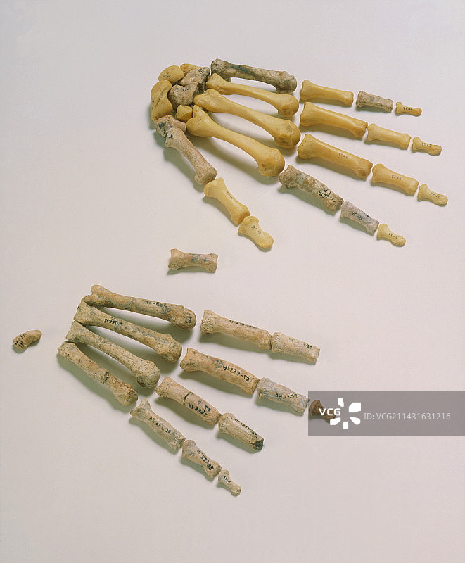 南方古猿的手部化石和现代手骨图片素材