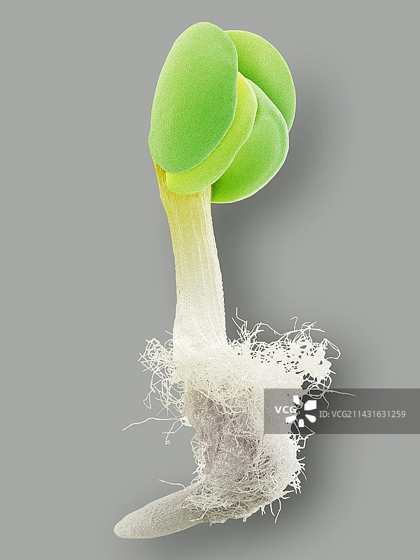 发芽种子，扫描电子显微镜图像图片素材