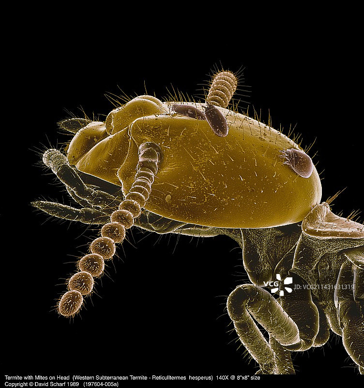 西部网纹白蚁的扫描电镜彩色照片图片素材