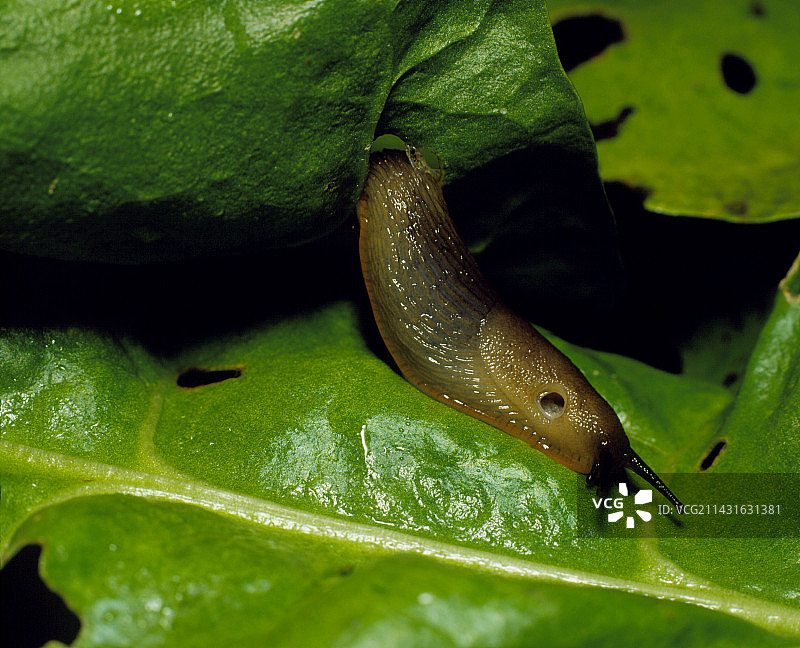 在绿叶上觅食的普通园蛞蝓图片素材