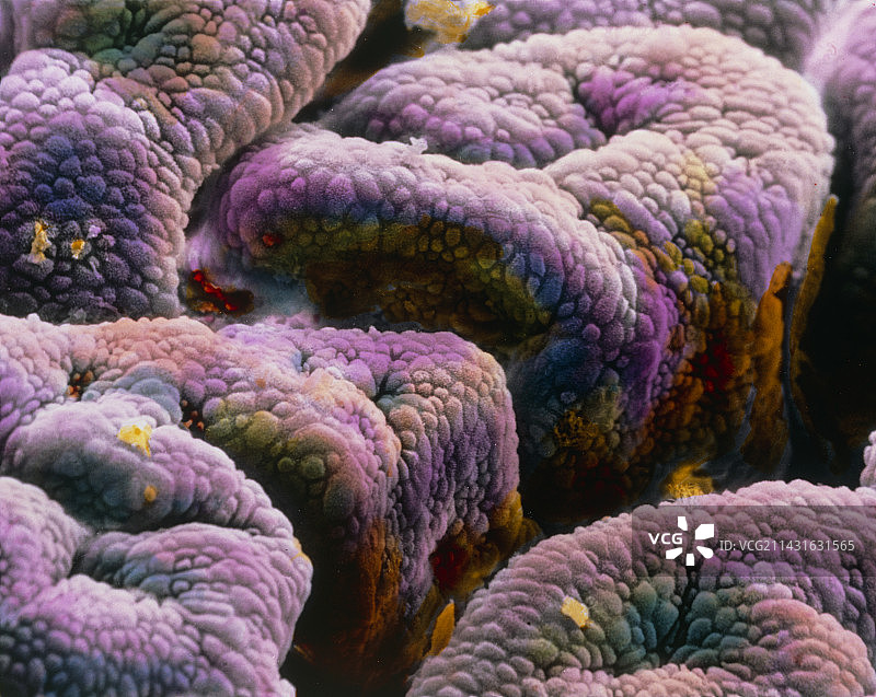 妊娠期子宫的假彩色扫描电子显微镜图像图片素材