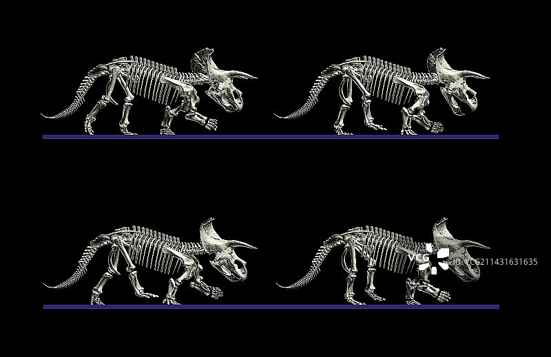 三角龙的运动图片素材