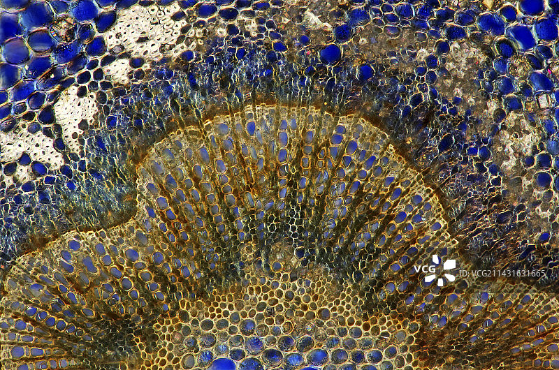 瑞典白梁茎的显微照片图片素材