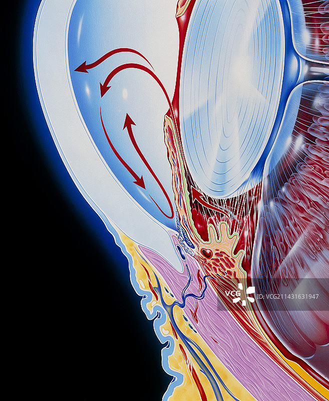 青光眼人眼剖面图艺术图片素材