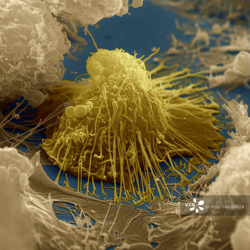 B淋巴细胞图片素材