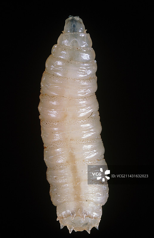 丽蝇蛆的微距照片图片素材